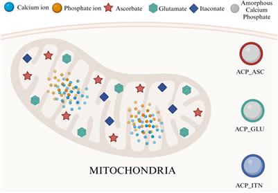 Small organic molecules containing amorphous calcium phosphate: synthesis, characterization and transformation